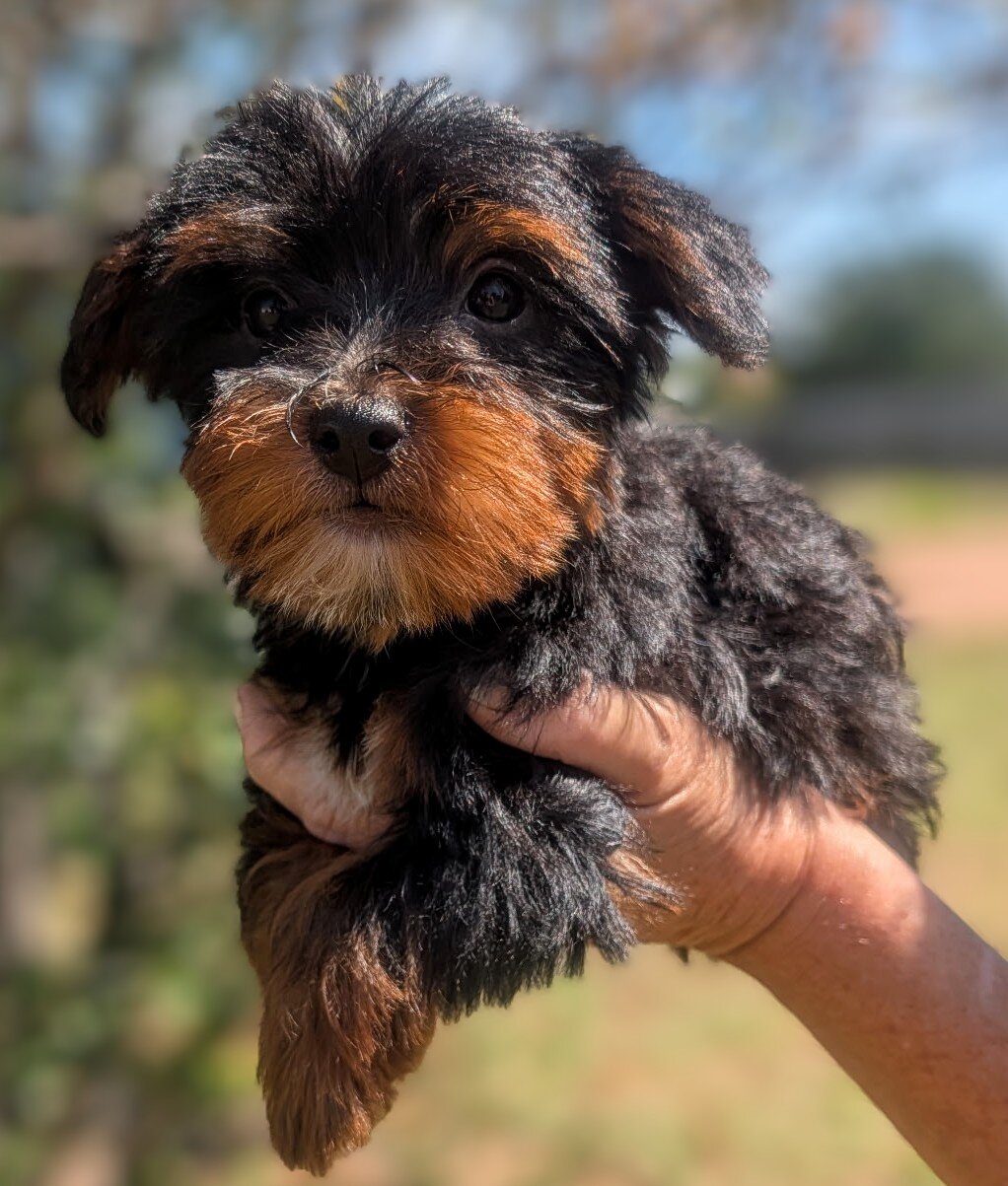 Morkie puppies image 4