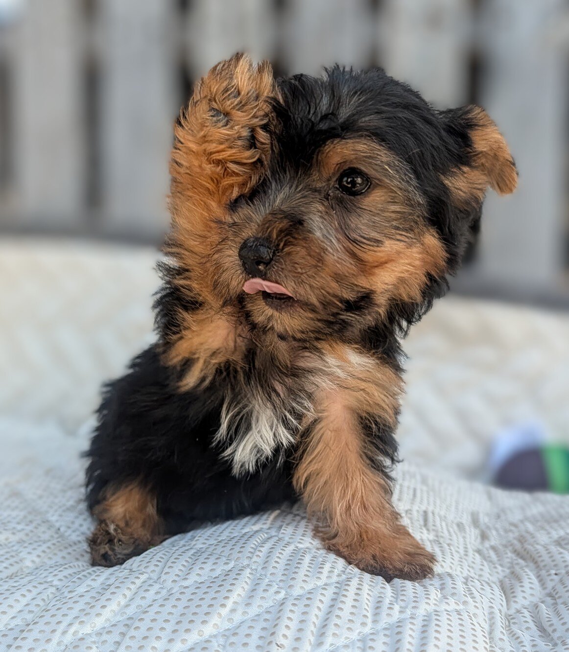 Morkie puppies image 2