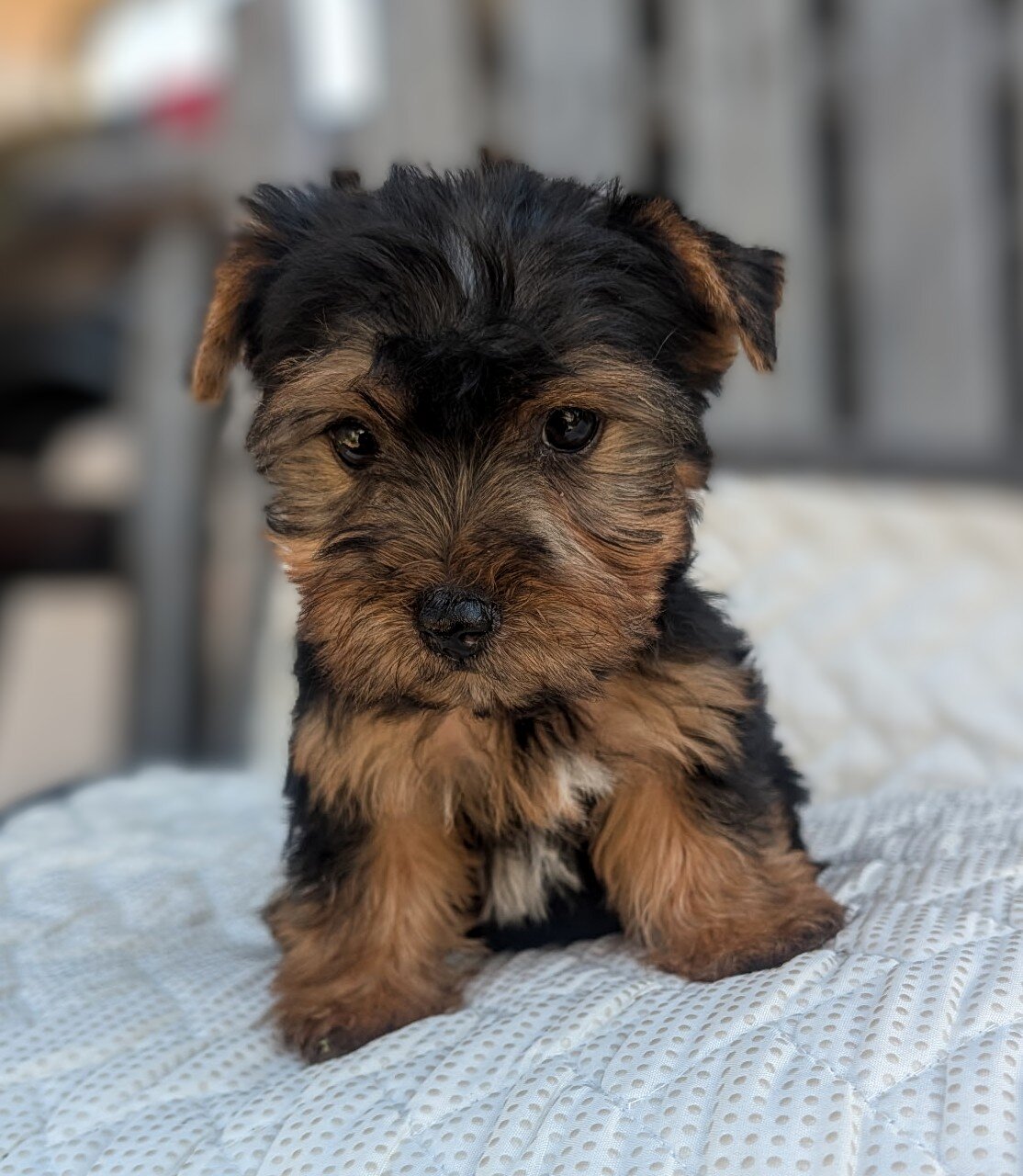 Morkie puppies image 1