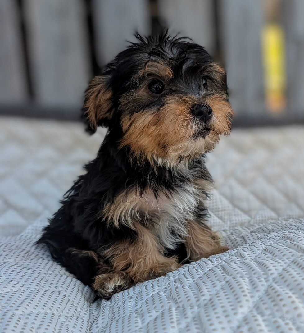 Morkie puppies image 3