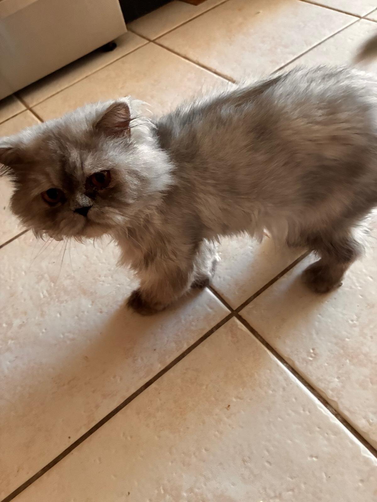 Male Persian Chinchilla 1 year old image 1
