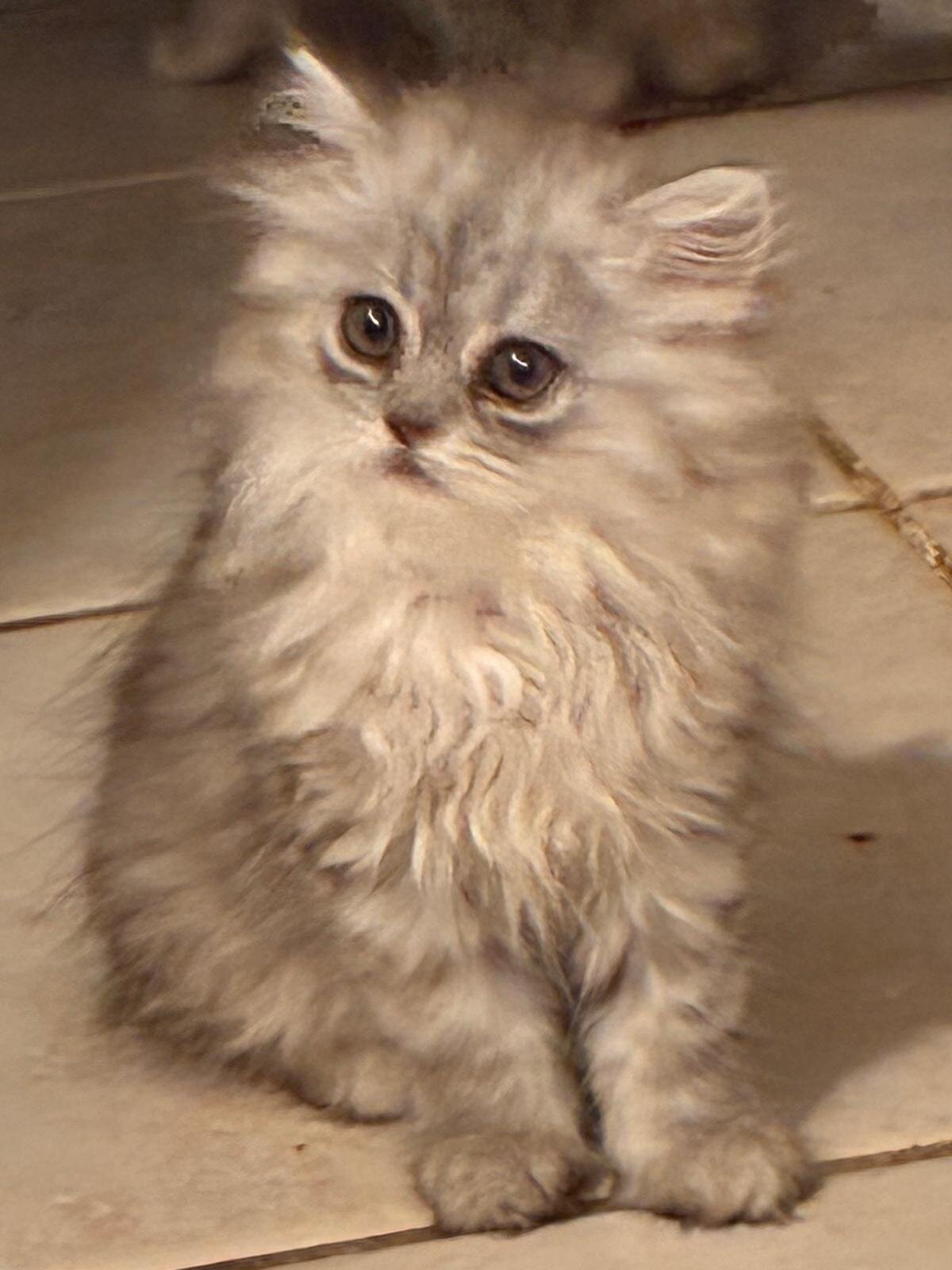Persian Chinchilla image 1