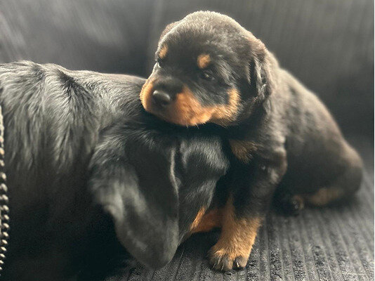Special little Rottweiler puppies image 1