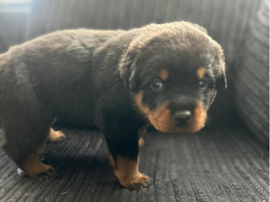 Special little Rottweiler puppies image 2