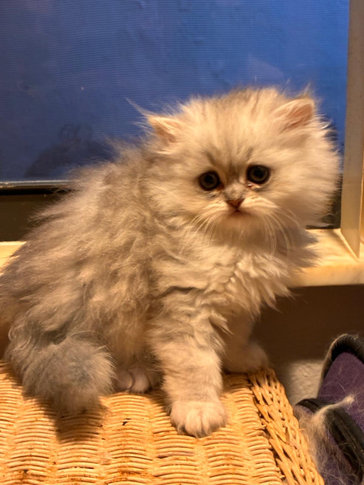 Adorable Persian Chinchilla image 1
