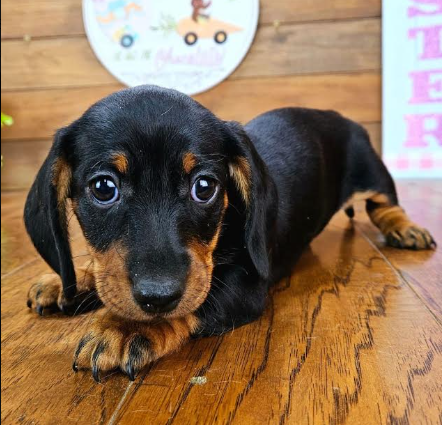 Lovely Dachshund puppies for adoption image 2