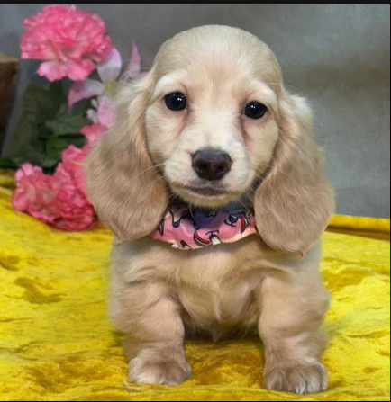 Lovely Dachshund puppies for adoption image 1