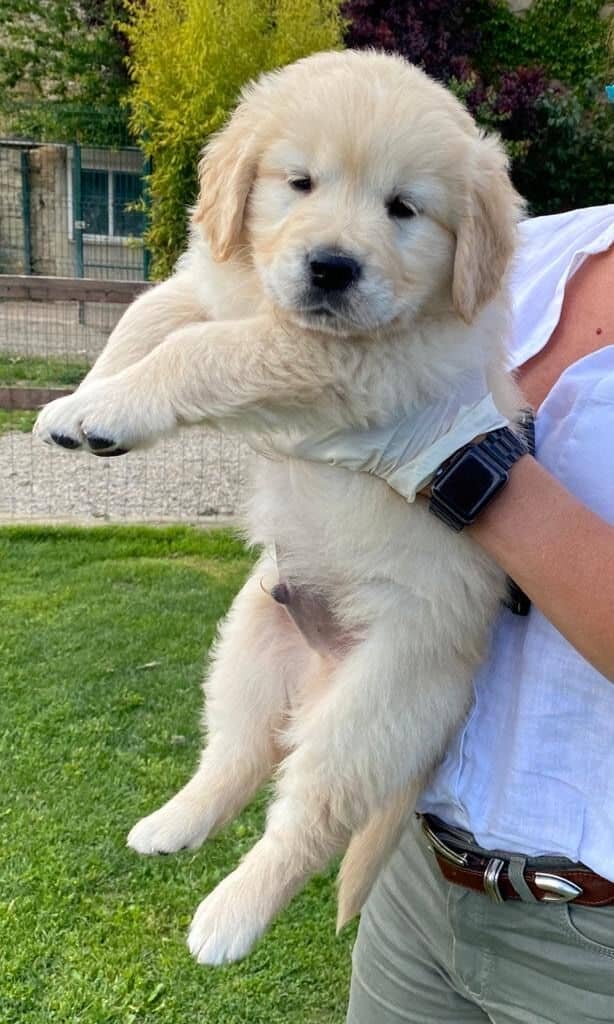 Cute Golden Retriever puppies available image 2