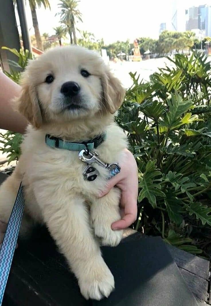 Cute Golden Retriever puppies available image 1