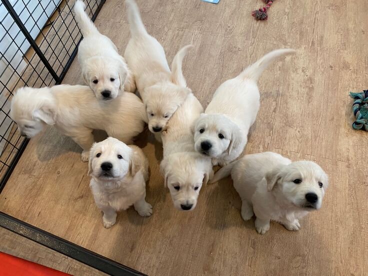 Cute Golden Retriever puppies available image 3