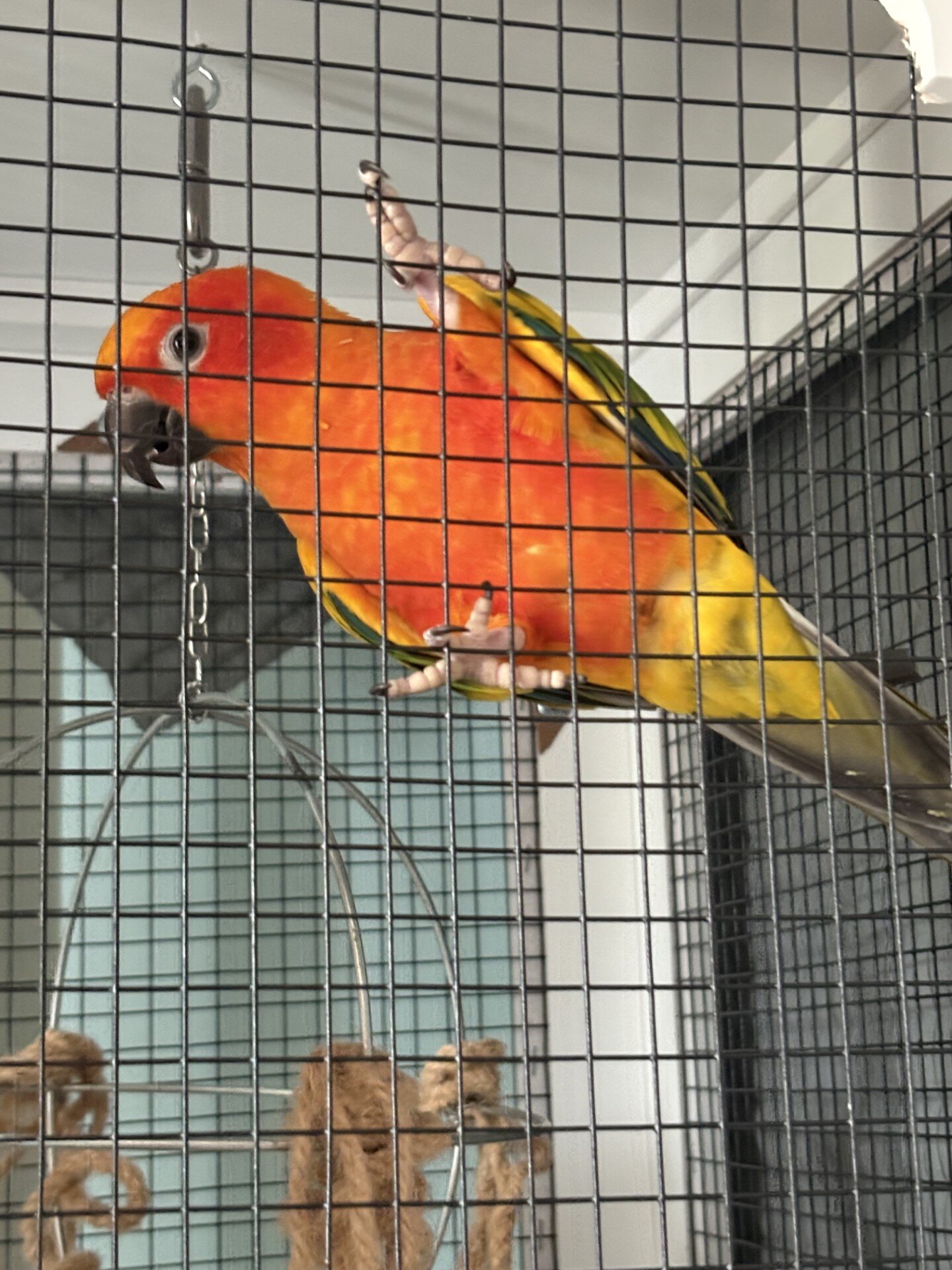 Sun Conure image 1