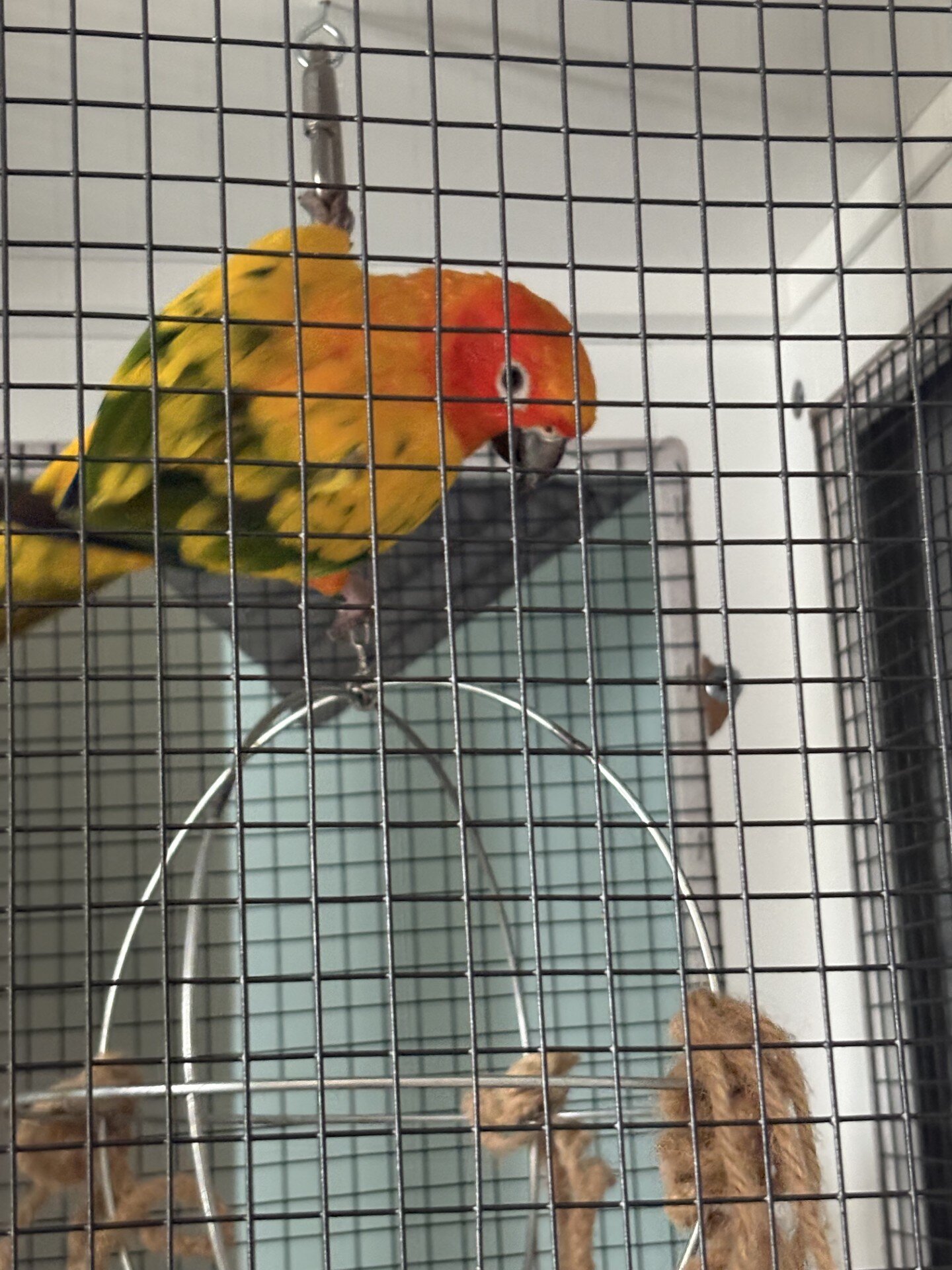 Sun Conure image 3