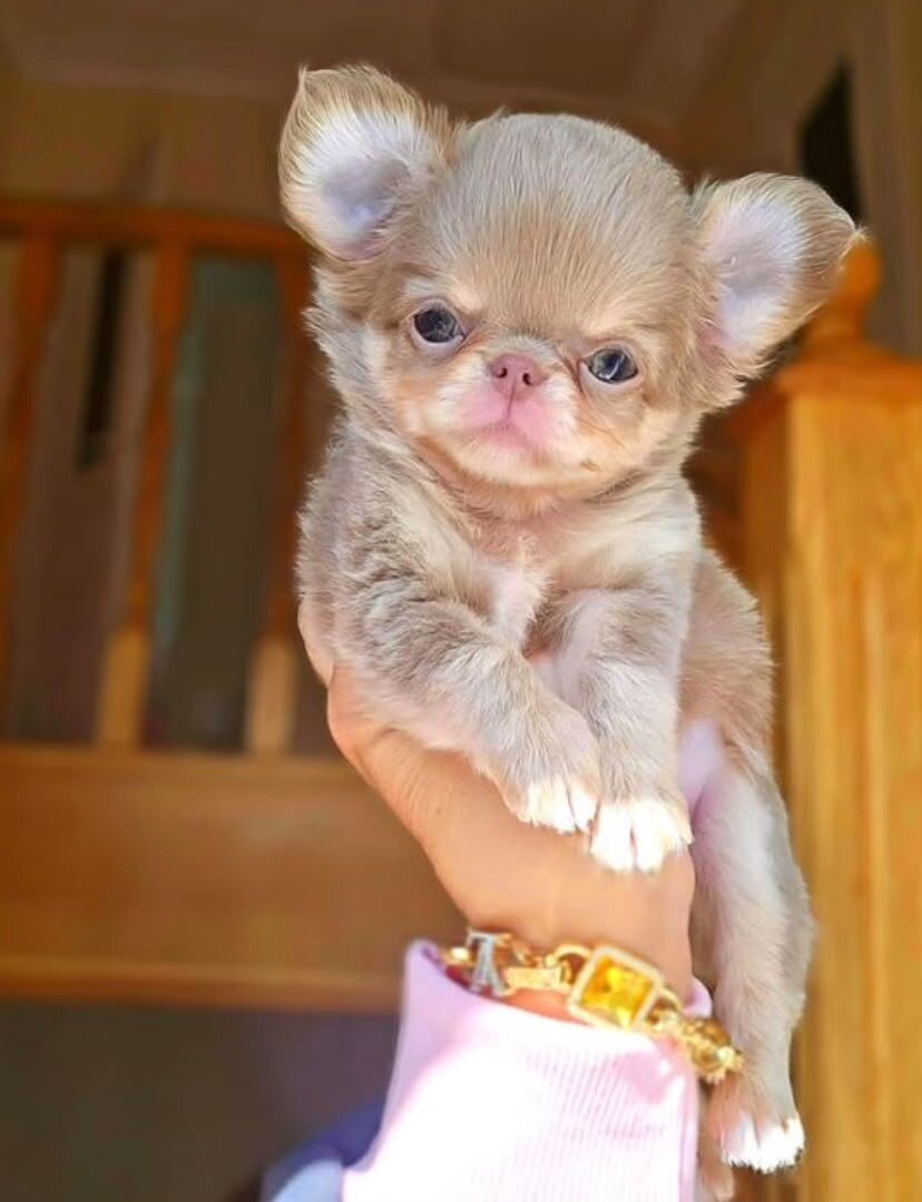 chihuahua puppies image 1