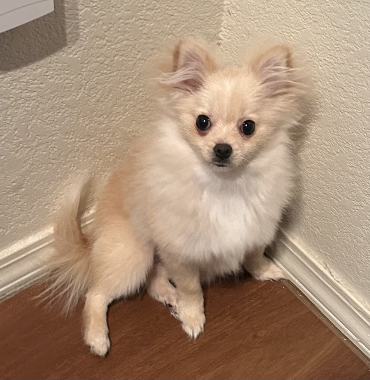 Pomchi Puppy: Kaia image 1