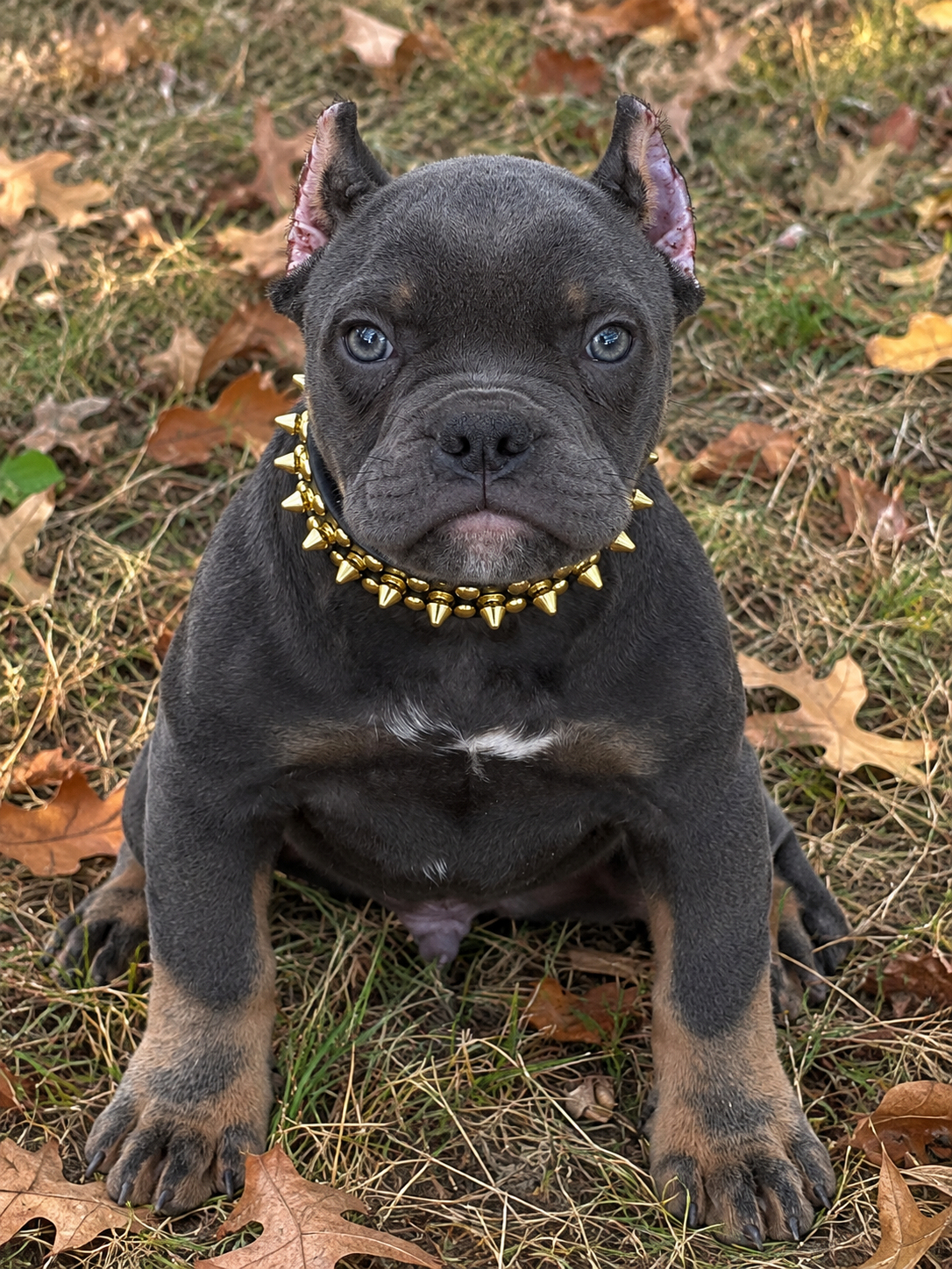 American Bully Puppy image 9