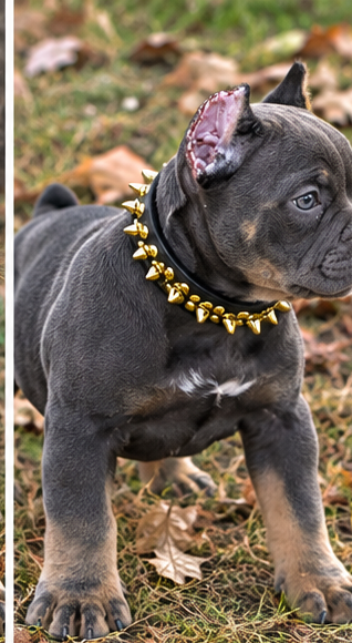American Bully Puppy image 6