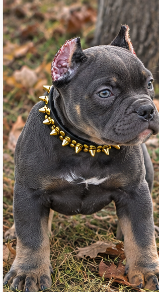 American Bully Puppy image 7