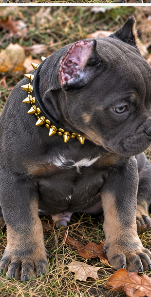 American Bully Puppy image 8