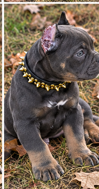 American Bully Puppy image 5
