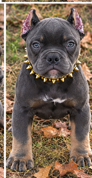 American Bully Puppy image 3
