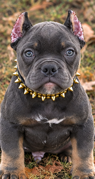 American Bully Puppy image 1