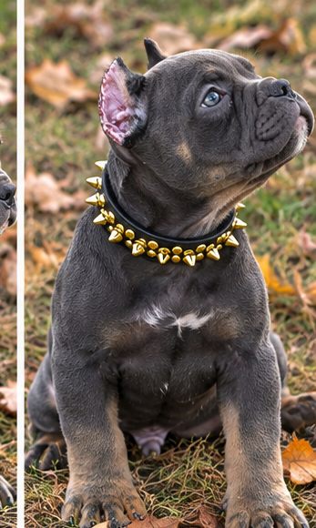 American Bully Puppy image 2