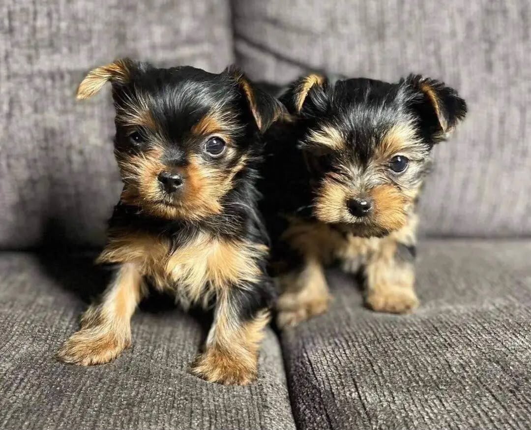 yorkie puppies image 1