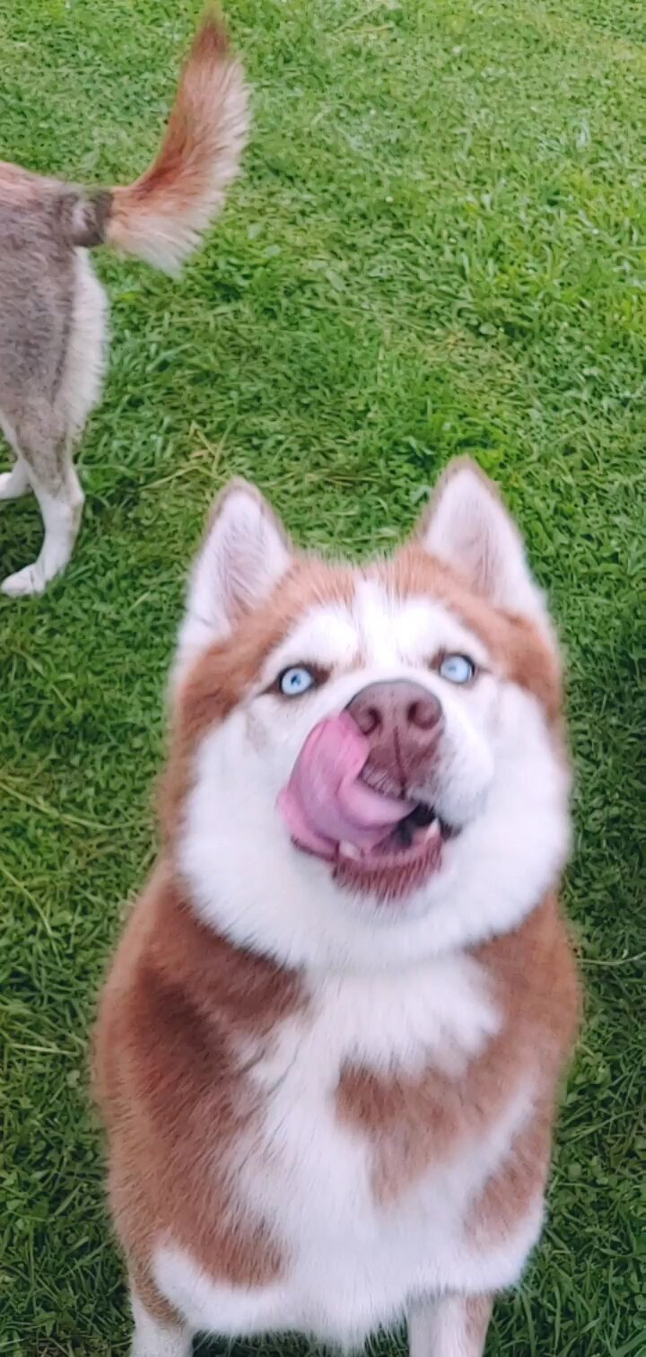 Male siberian husky image 2