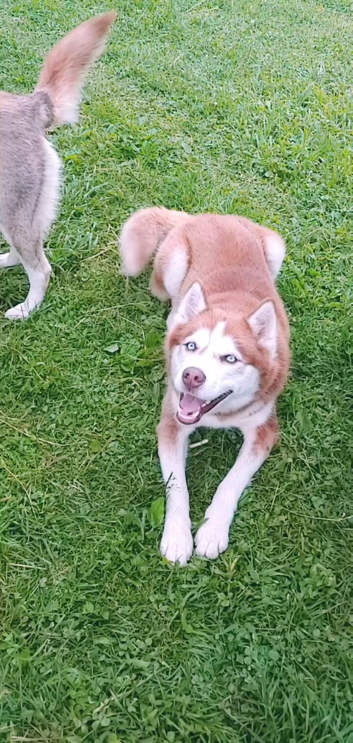 Male siberian husky image 1