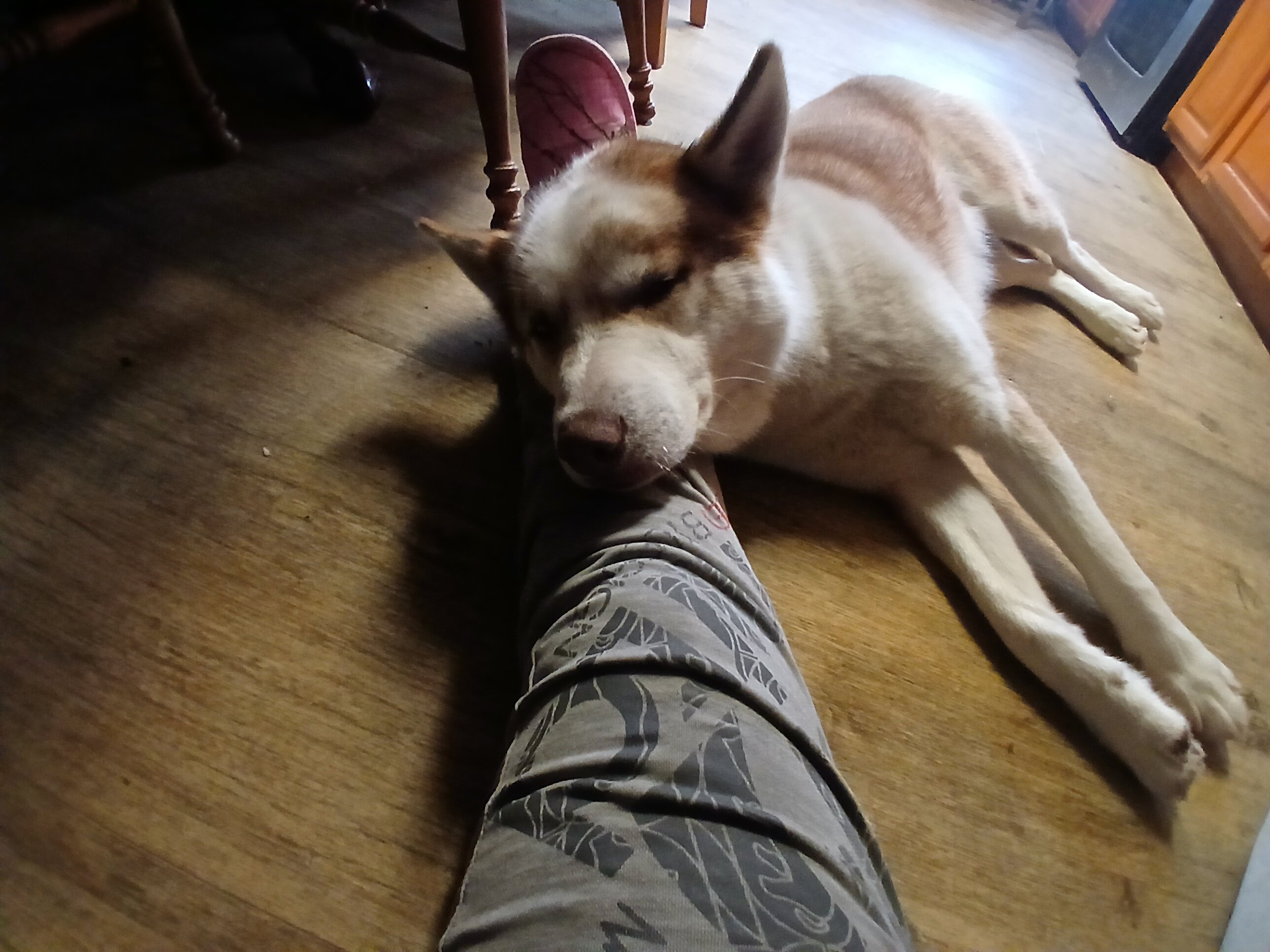 Siberian huskie image 1