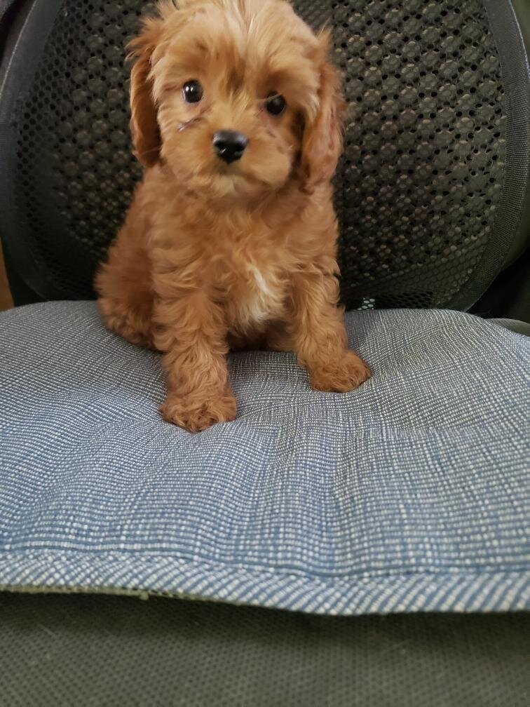 Cavapoo Puppies image 2