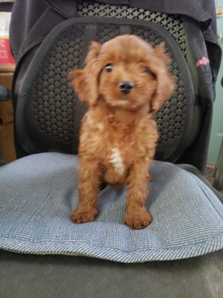 Cavapoo Puppies image 1