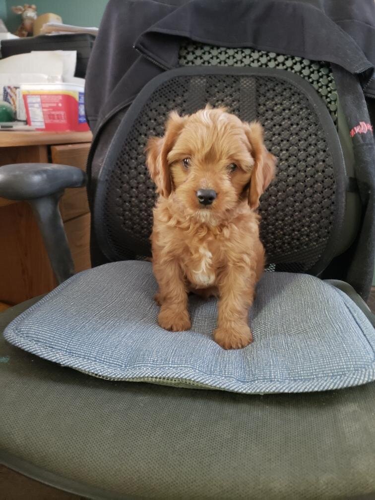Cavapoo Puppies image 4