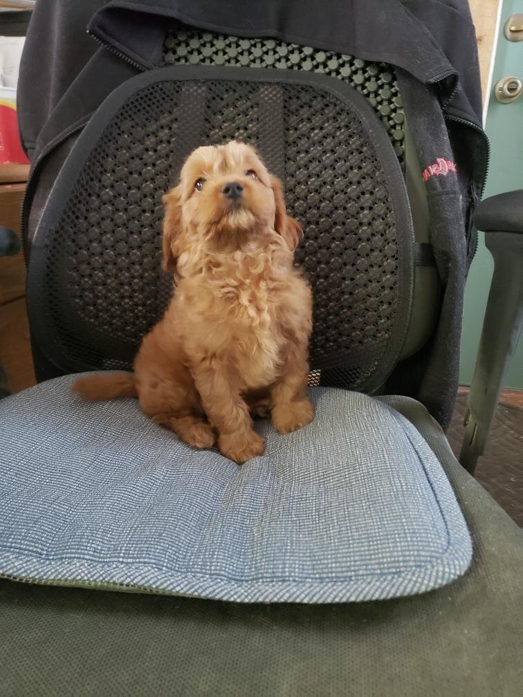 Cavapoo Puppies image 3