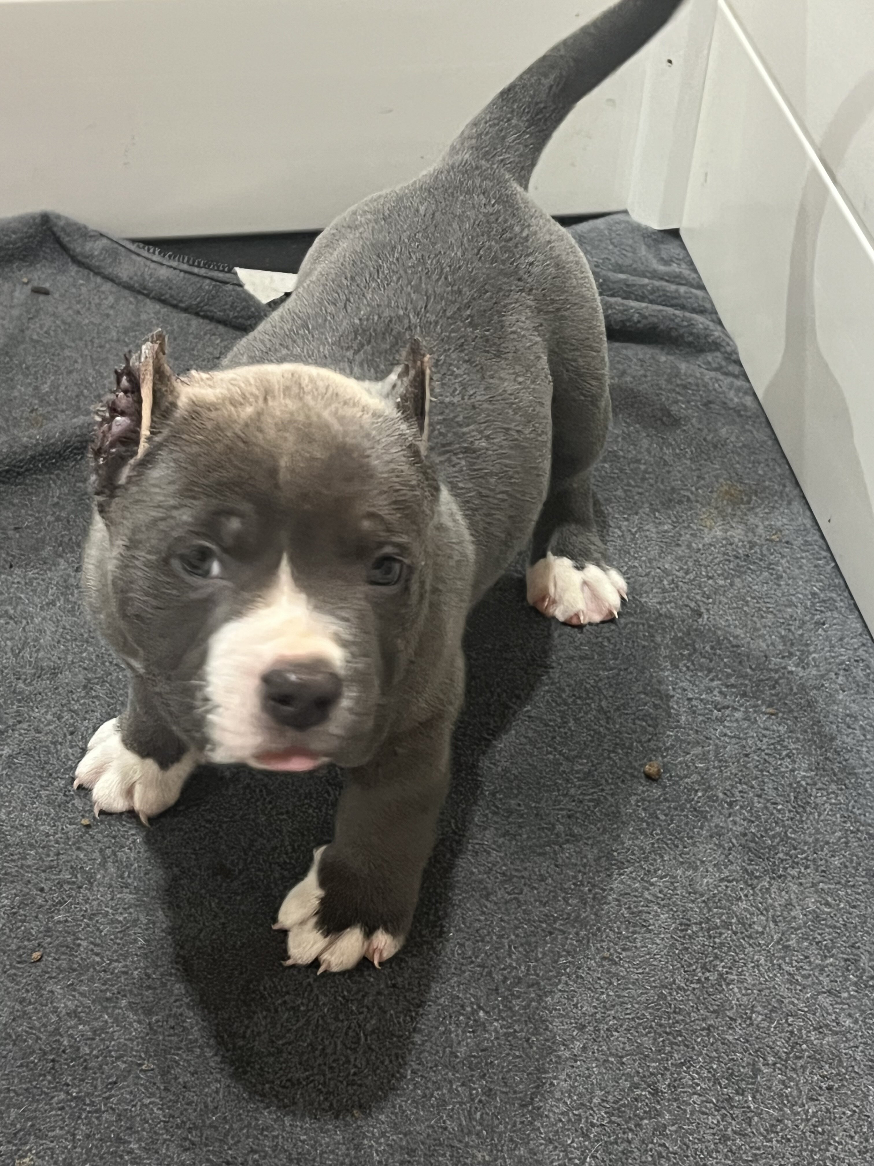 Puppies image 2