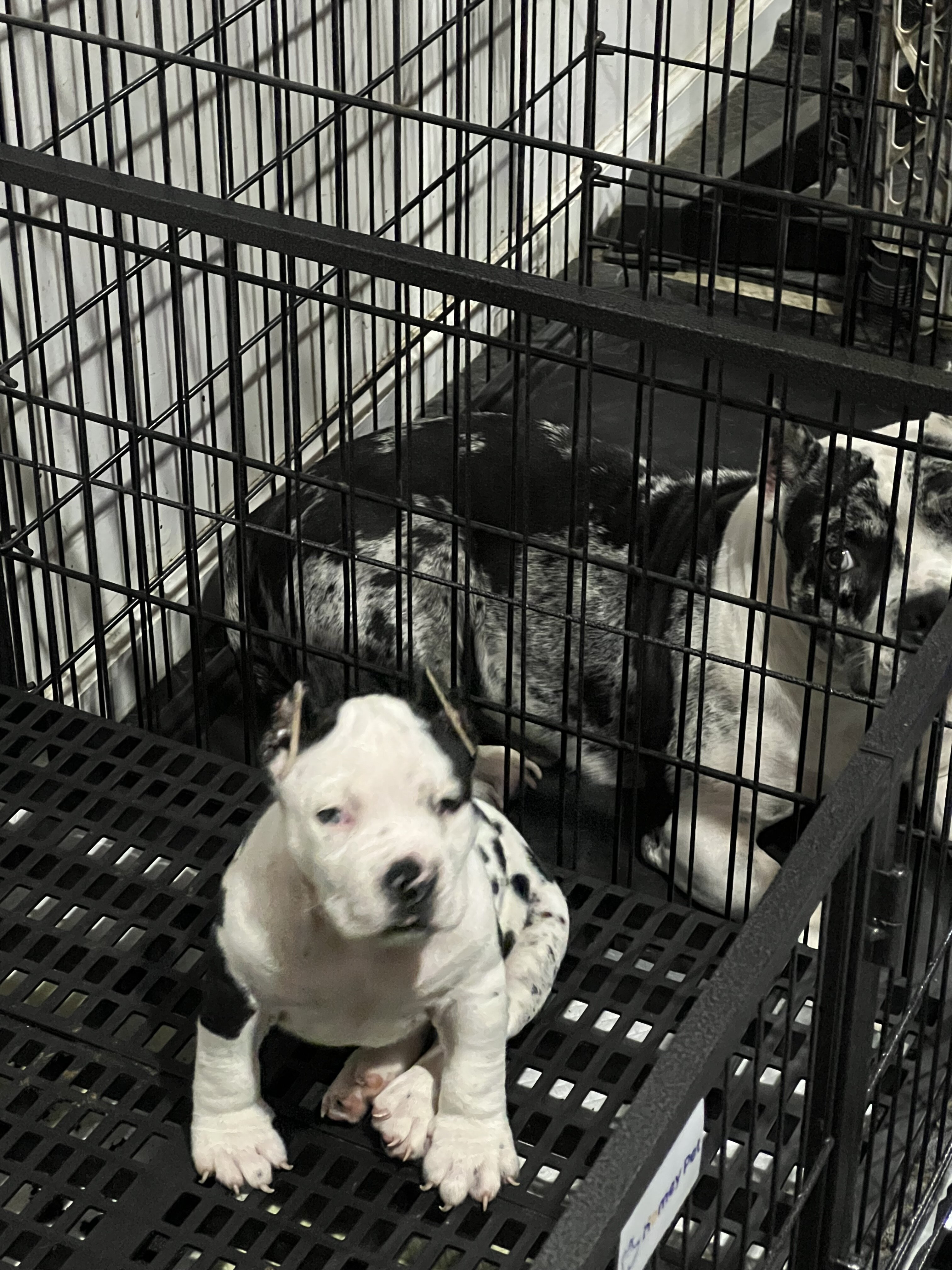 Puppies image 3