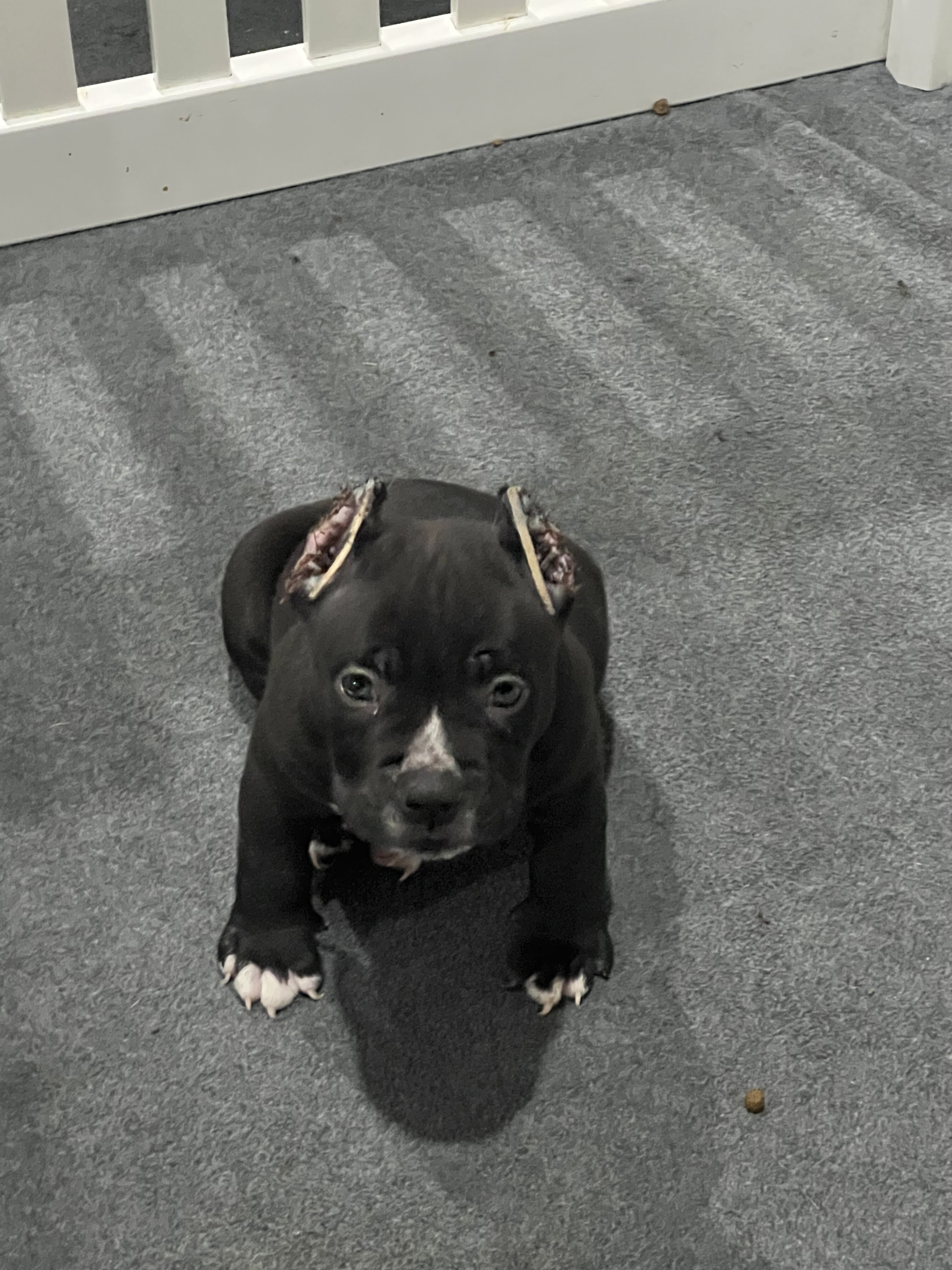 Puppies image 4