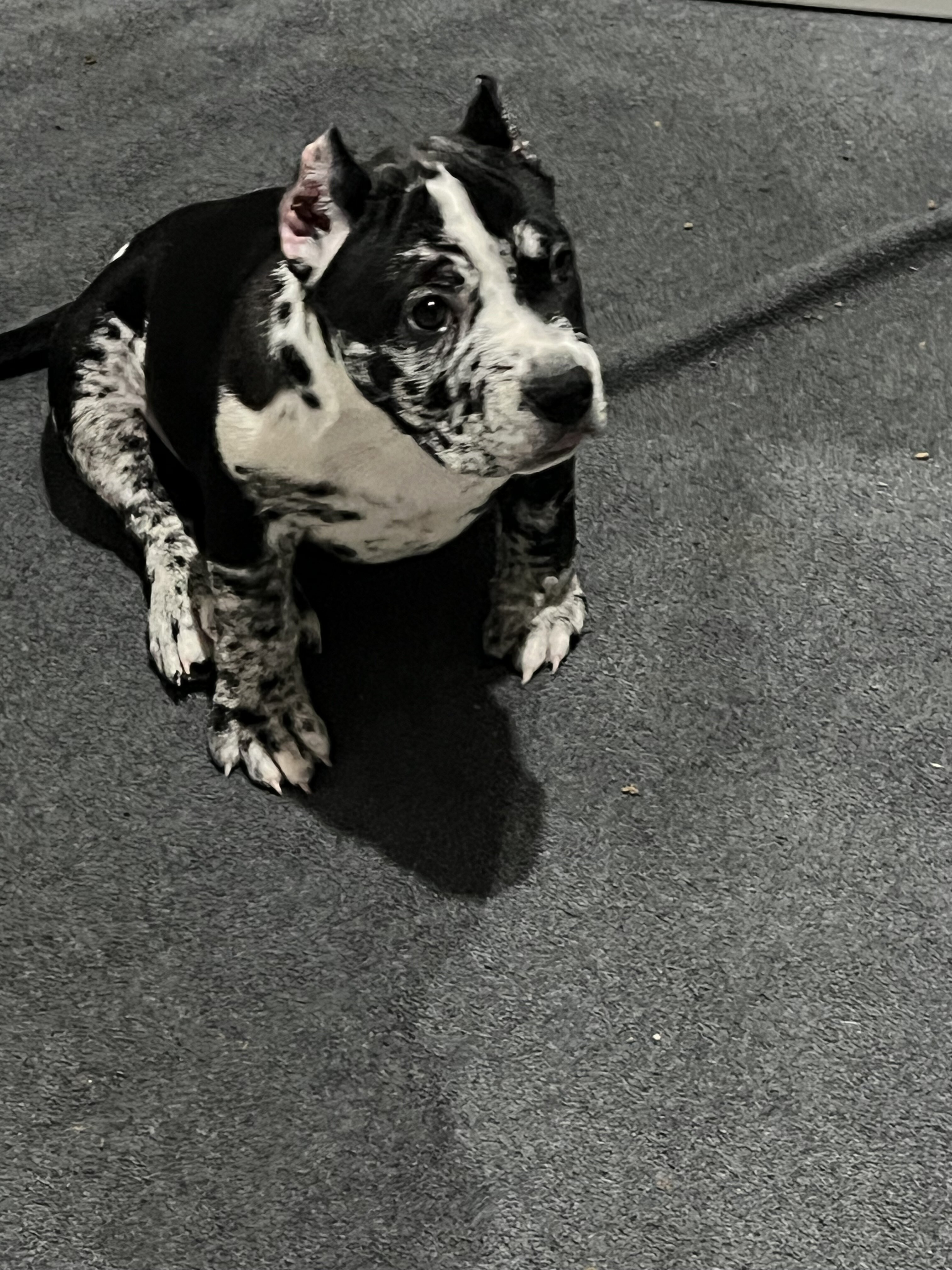 Puppies image 1