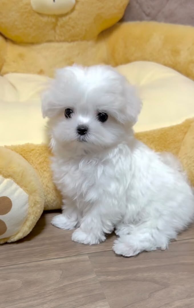 Maltese puppies image 1