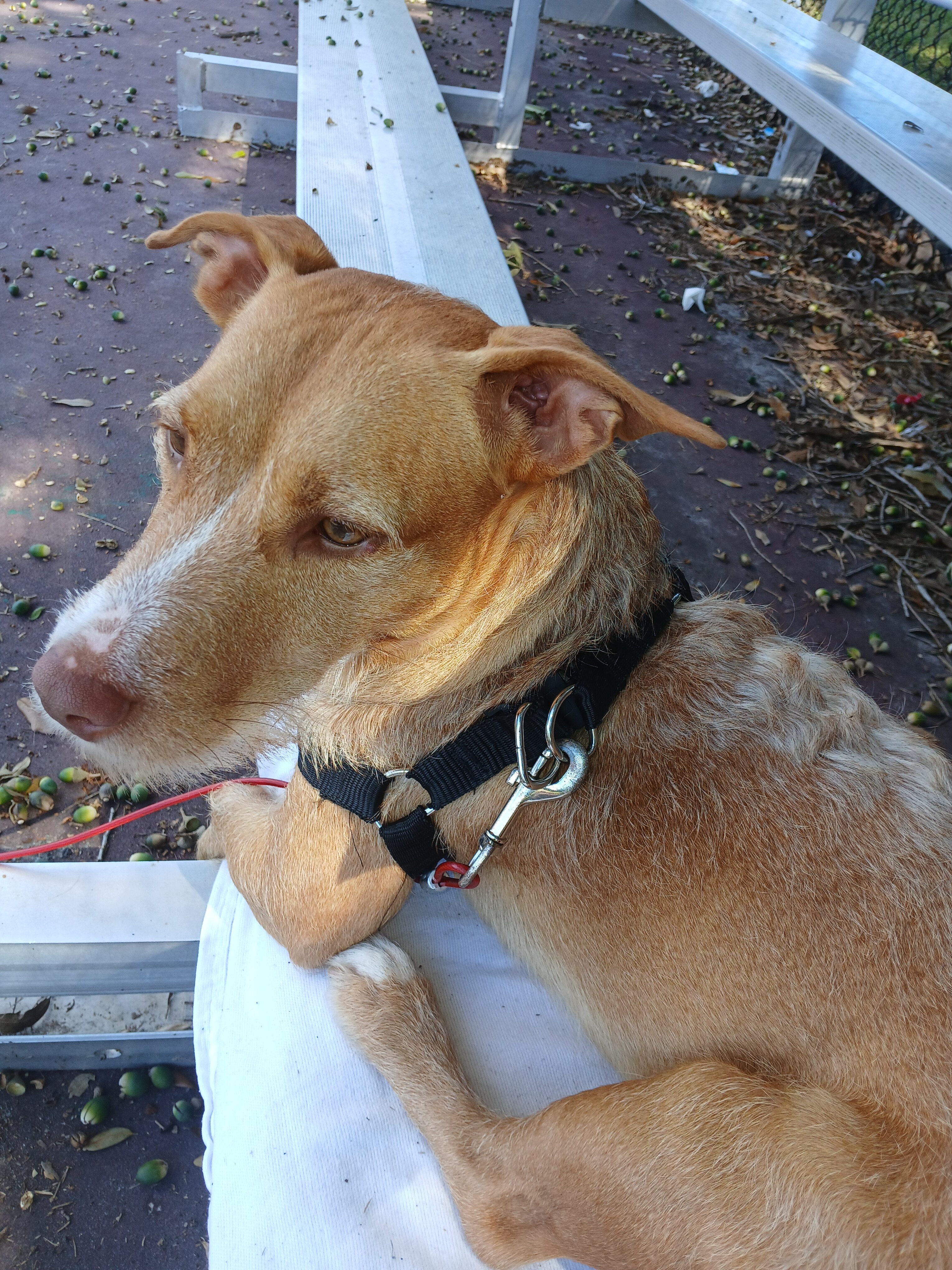 Pet image 1