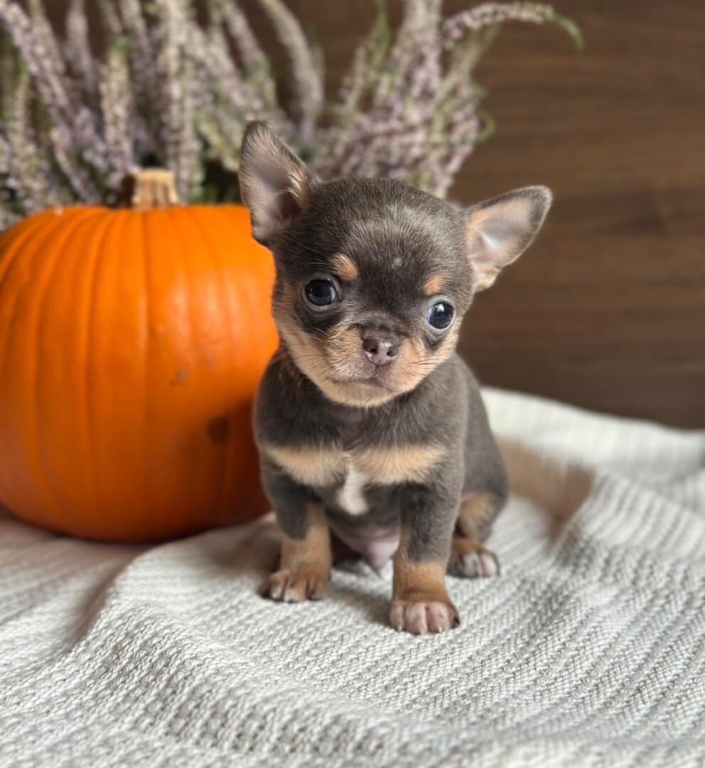 chihuahua puppies image 1