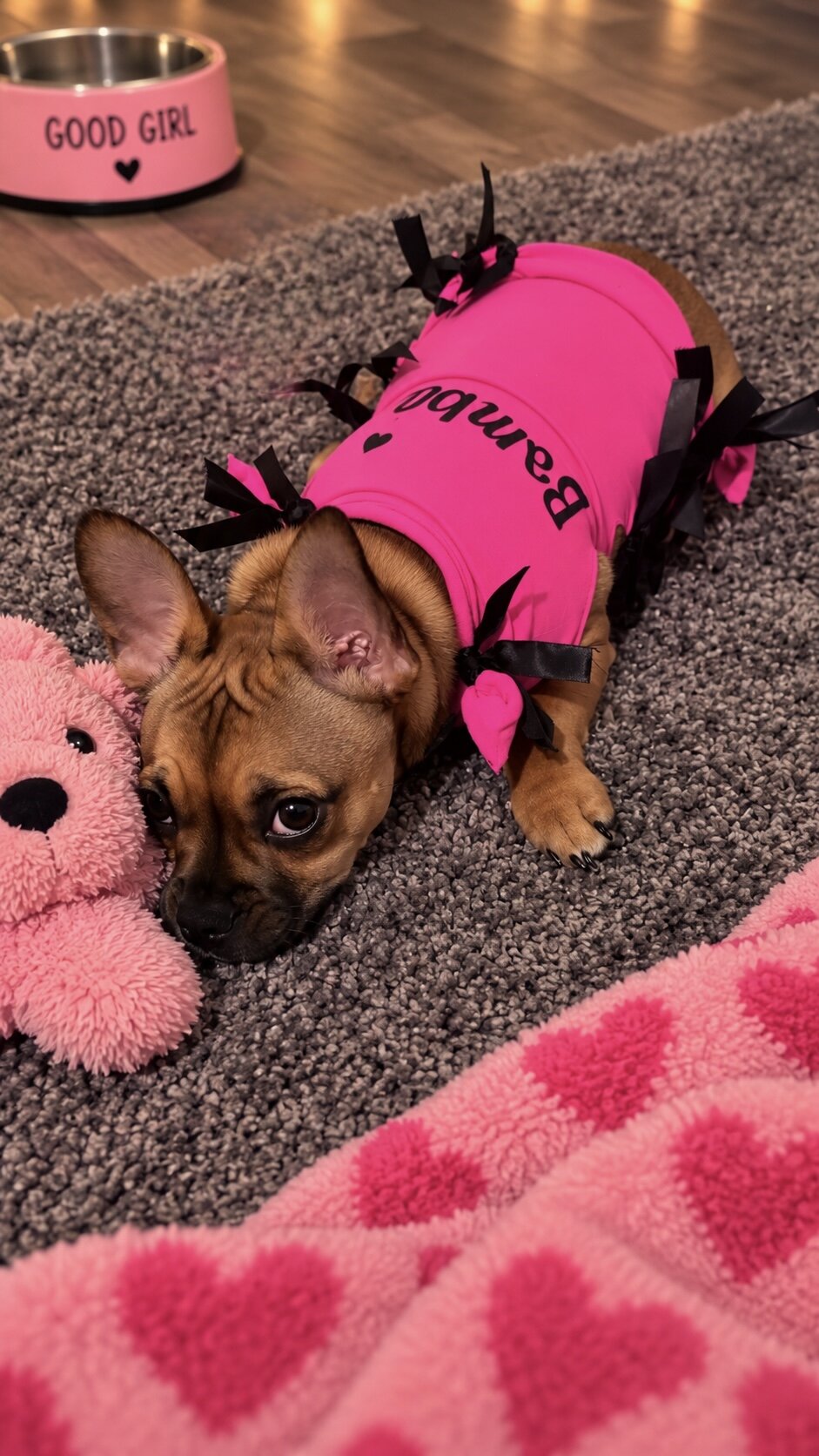 Puppy image 2