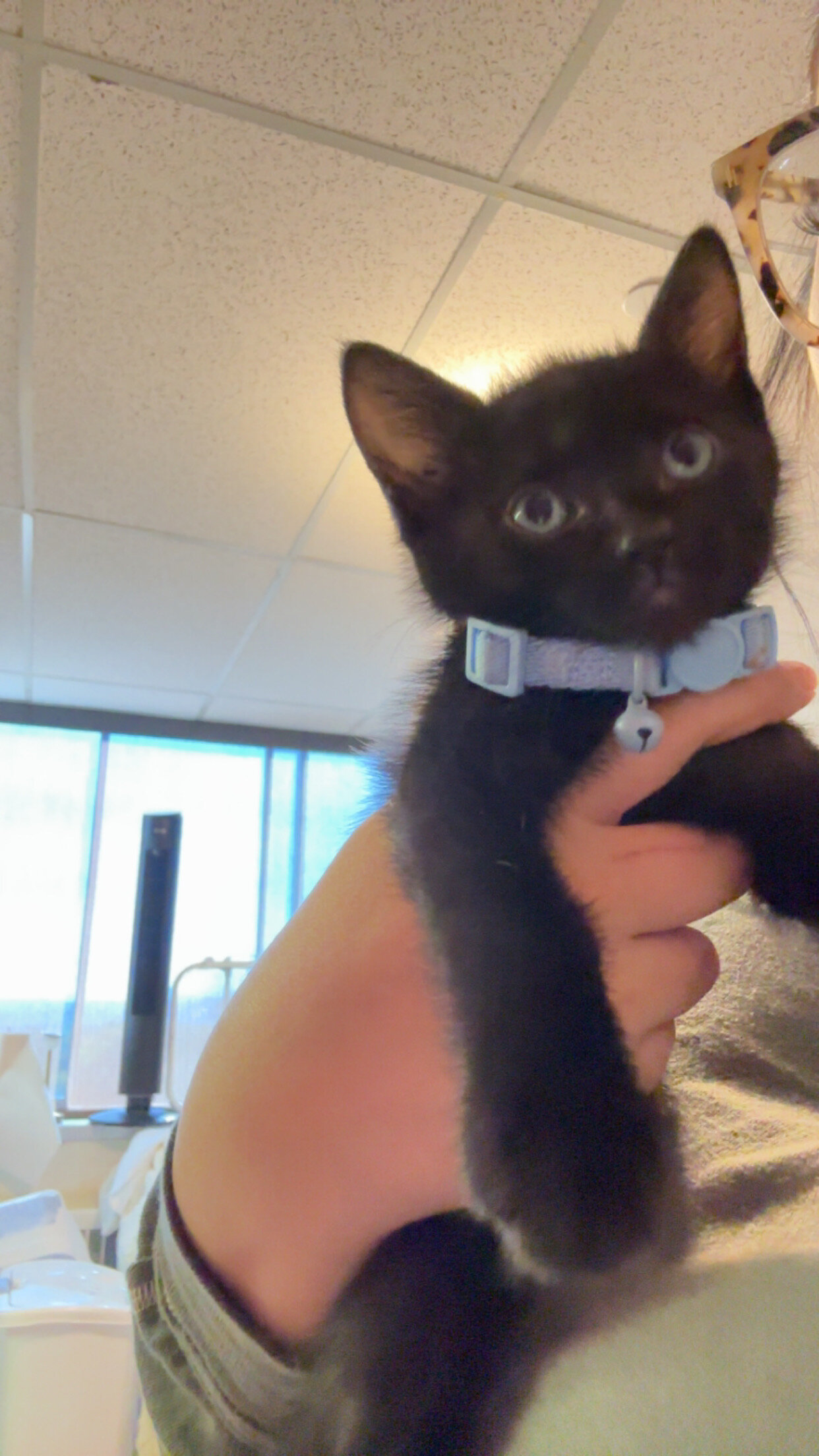 Black cat image 3