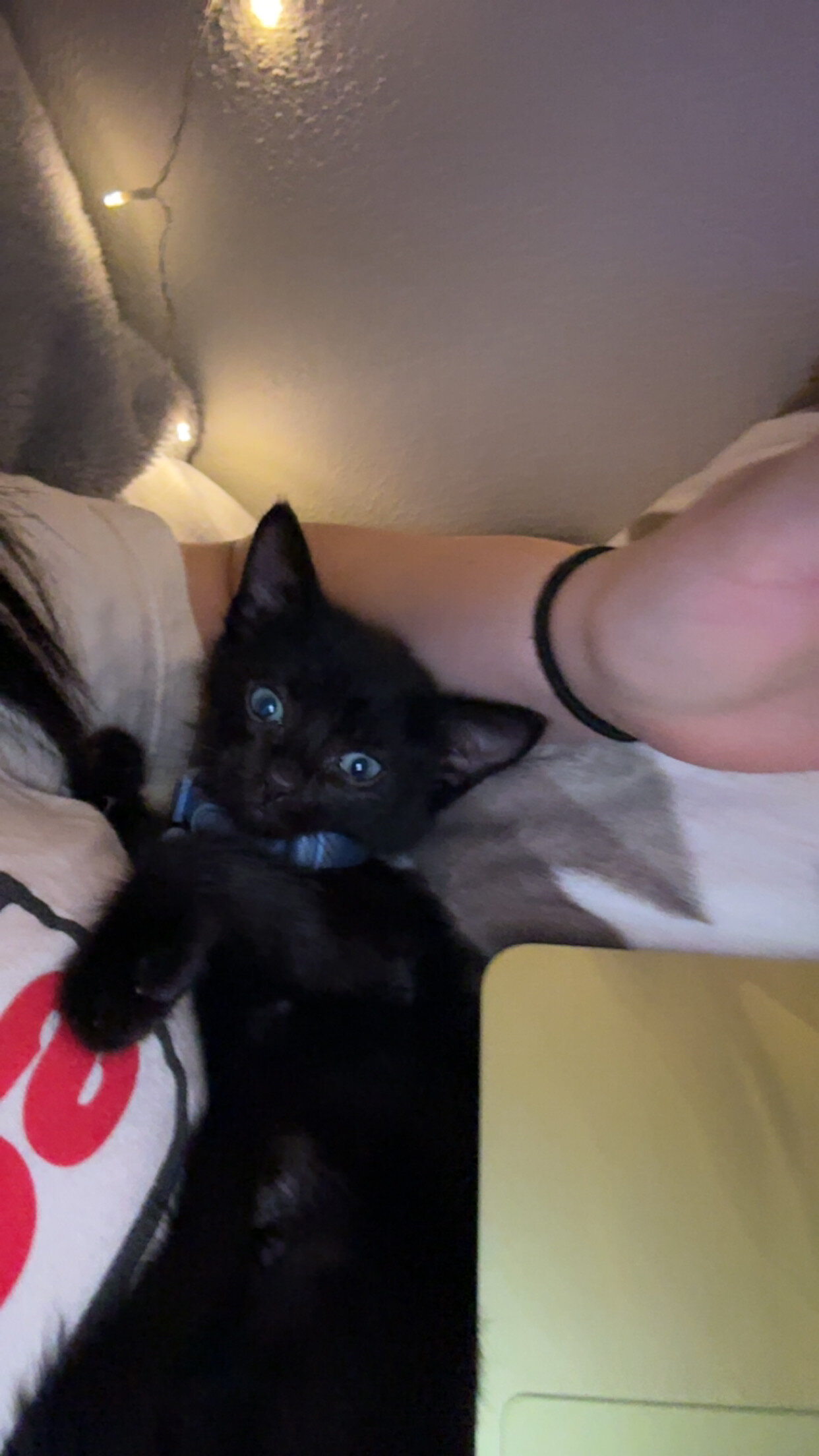 Black cat image 2