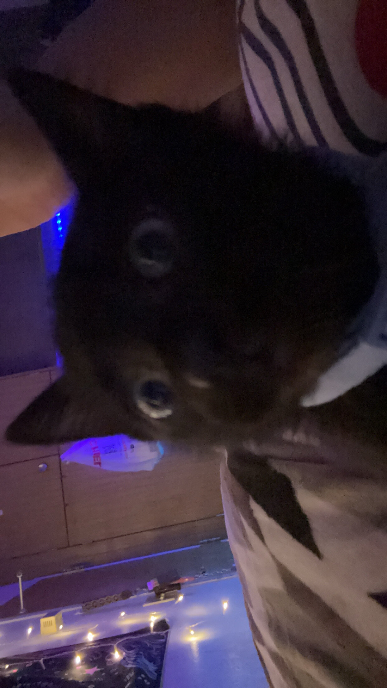 Black cat image 1