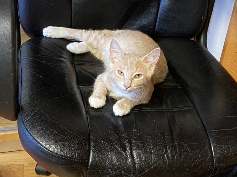 FREE KITTEN ADOPTION - IMMEDIATE PLACEMENT image 1