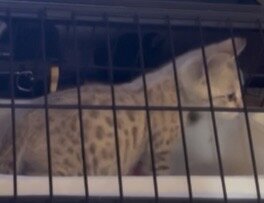 2 Female Seal Mink Spotted Bengal kittens image 1