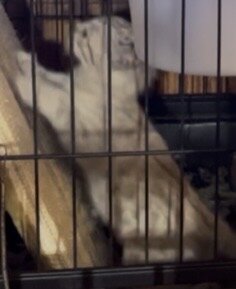 2 Female Seal Mink Spotted Bengal kittens image 2