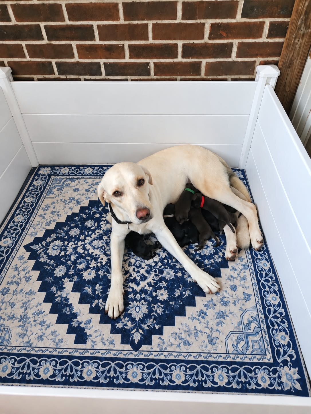 AKC Labrador Retriever Puppies image 2