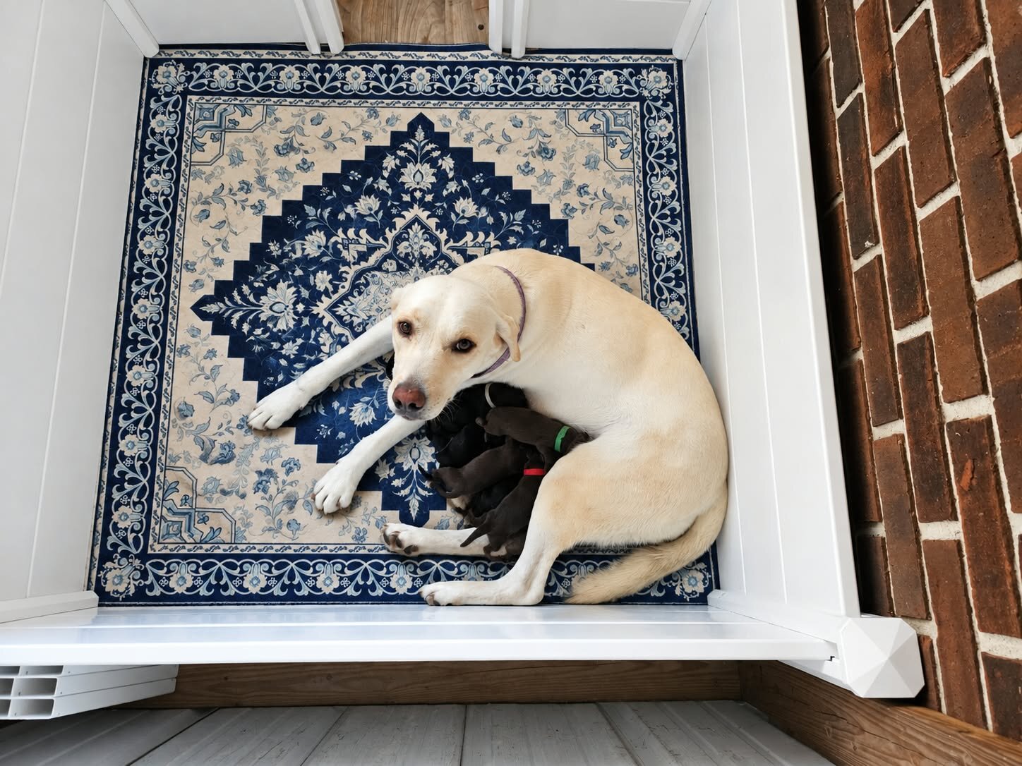 AKC Labrador Retriever Puppies image 3